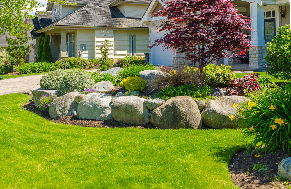 This fascinating front yard is furnished with up-sized rocks and green grass landscape. The center piece is a purple maple tree.