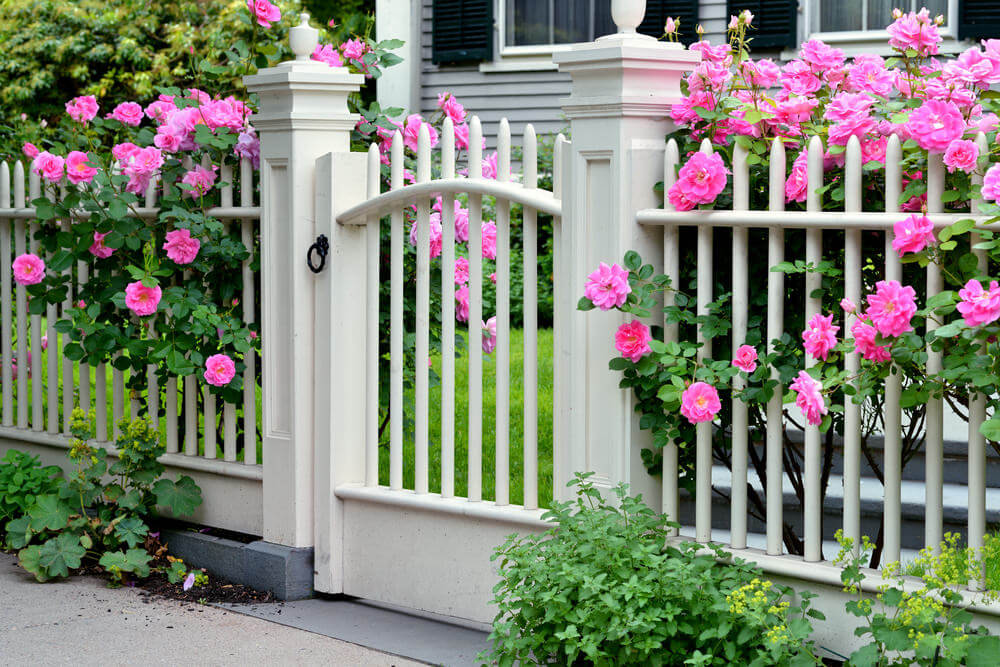 The full-bloomed pink roses beautifully peek out the gaps of the fence.