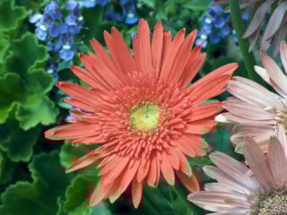 Gerbera daisy (Gerbera jamesonii)