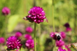 Globe Amaranth (Gomphrena Globosa)