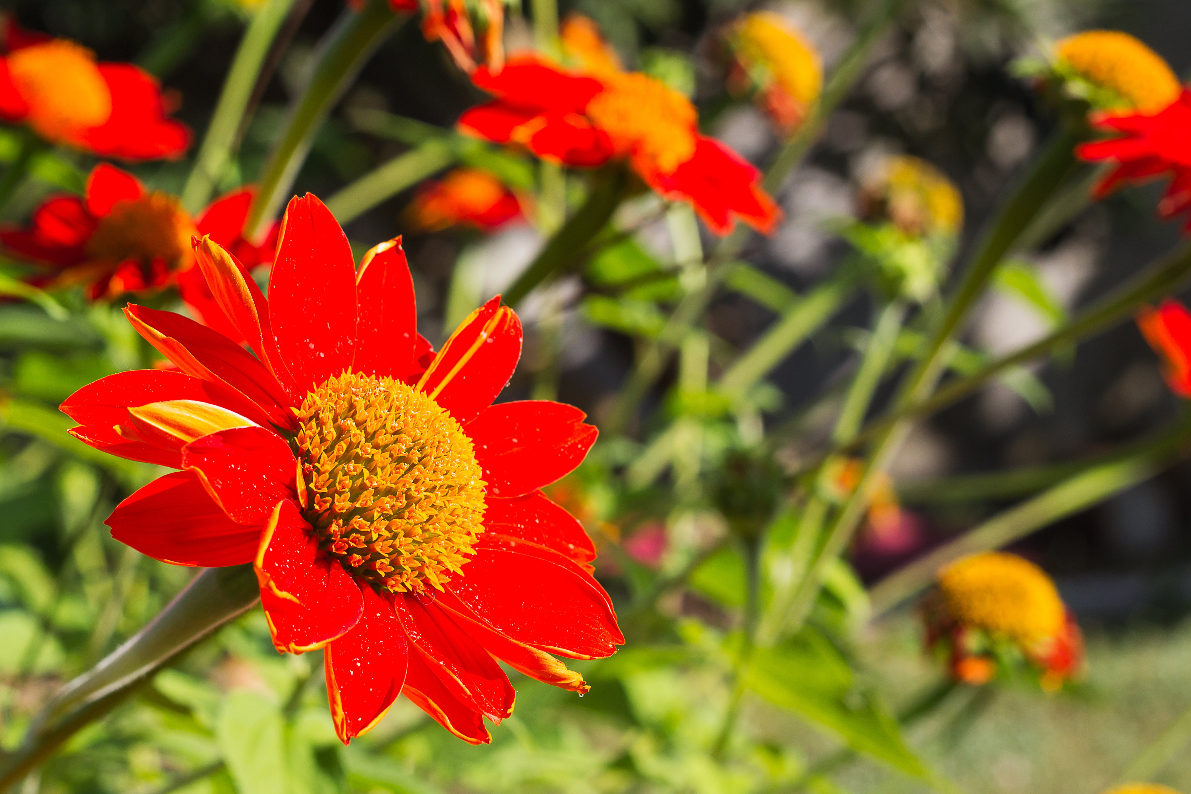 20 Mexican Sunflower (Tithonus rotundifolia)