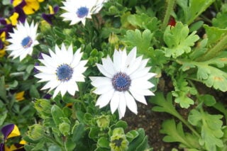 Cape daisy (Dimorphotheca)