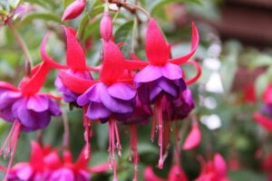 25+ Plants and Flowers that Start with "F"