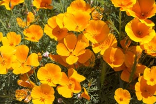 California Poppy (Eschscholzia californica)