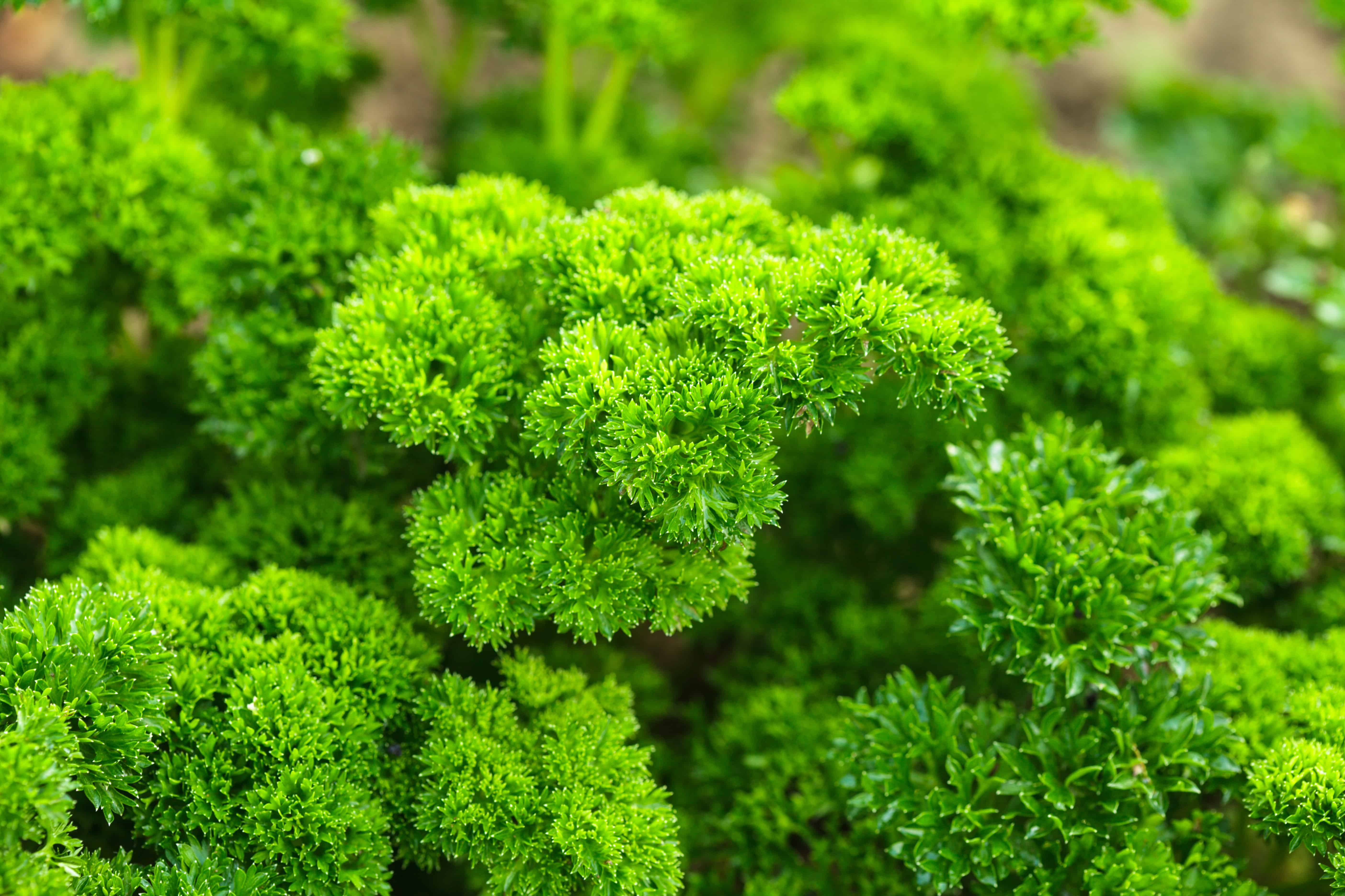 24 Parsley _annual Full sun