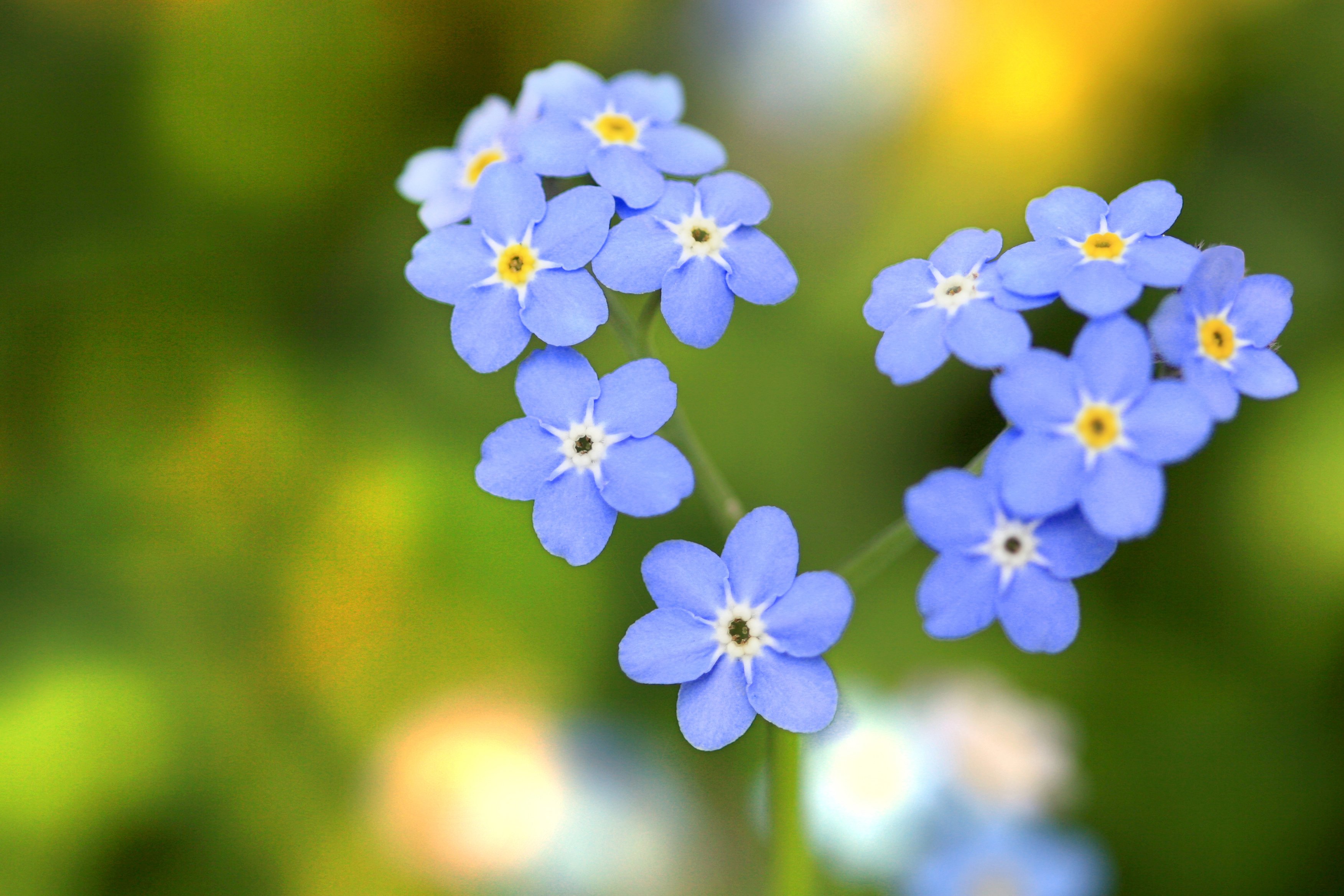27forget-me-not_ annual