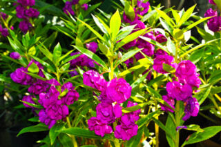 Garden balsam (Impatiens balsamina)