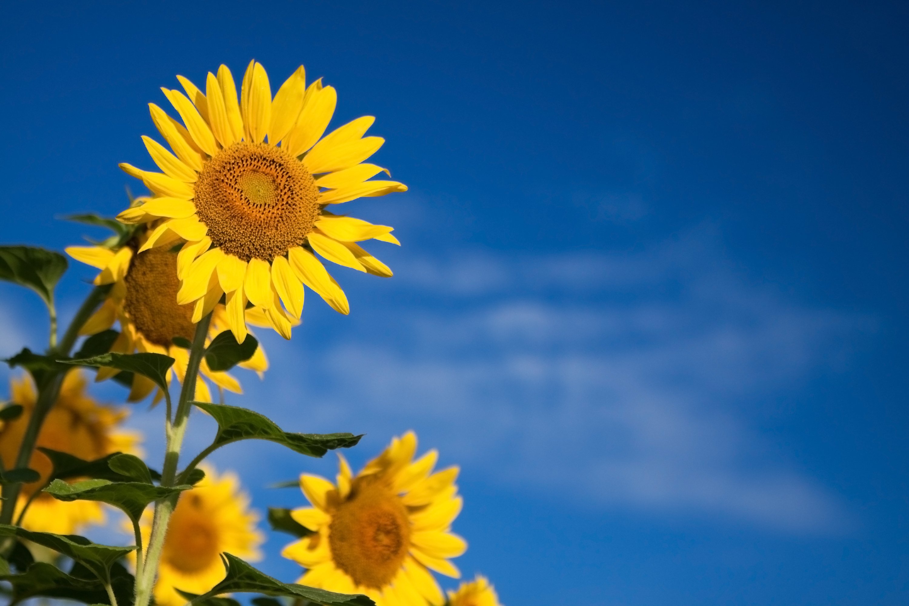 3 Sunflower (Helianthus Annuus)