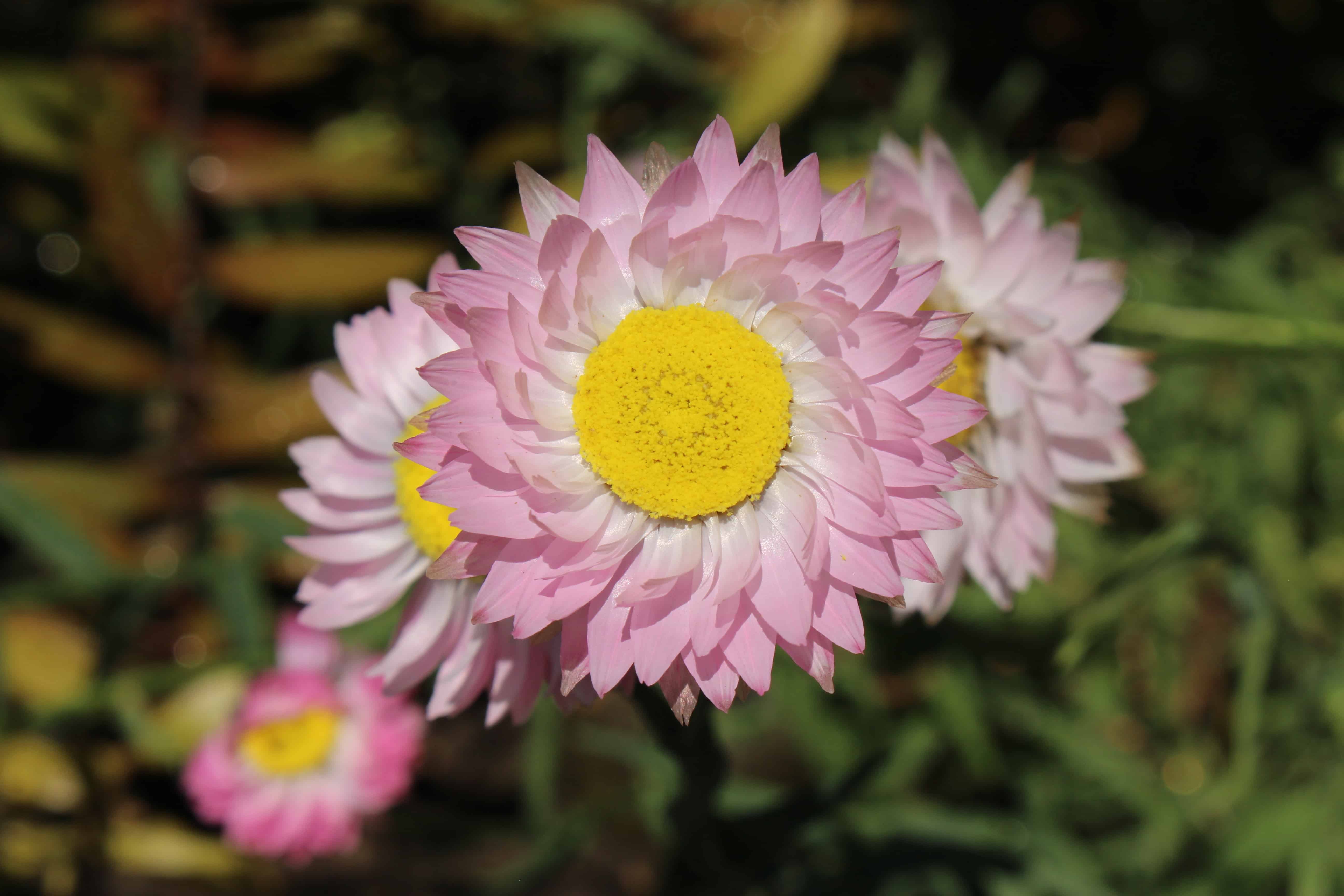 5 Paper Daisy (Helipterum roseum)
