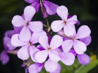 Garden stock (Matthiola incana)