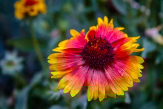 Blanket flower (Gaillardia pulchella)