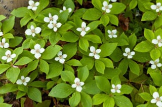 Bunchberry (Cornus canadensis)