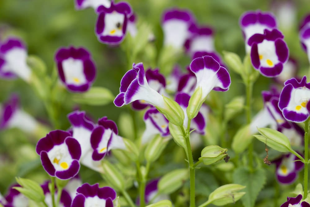 Wishbone Flower (Torenia fournieri)
