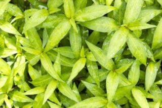 Asian mint (Persicaria odorata)
