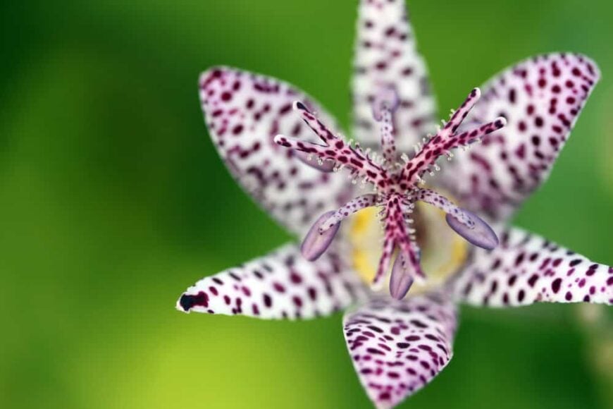 Japanese toad lily_Tricyrtis hirta