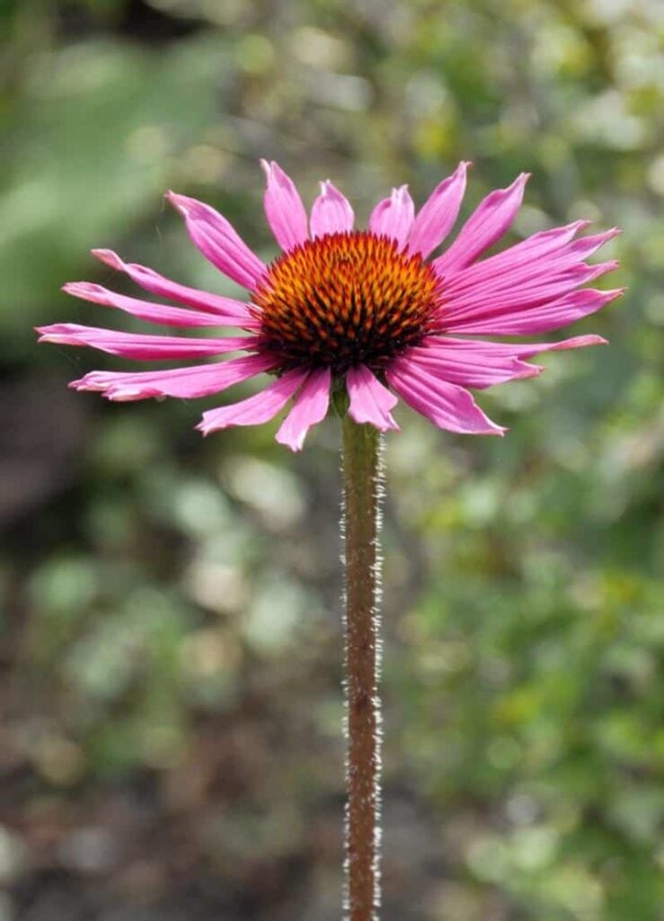 Tennessee coneflower_Echinacea tennesseensis