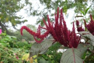 Astilbe (Astilbe "Burgunderrot" BURGUNDY RED)