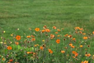 Avens (Geum "Totally Tangerine")