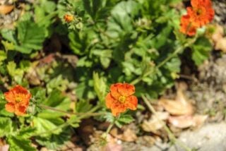 Avens (Geum coccineum "Cooky")