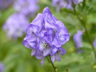 Azure monkshood (Aconitum carmichaelii)