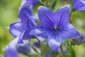 100+ Plants and Flowers that Start with "B"