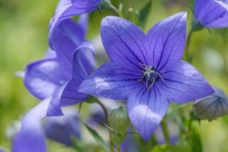 Balloon flower (Platycodon grandiflorus)