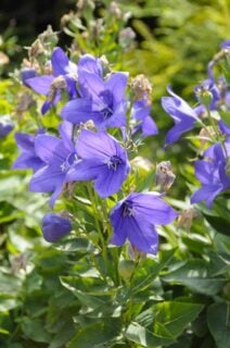 Balloon flower (Platycodon grandiflorus "Astra Blue")