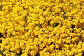 Basket of gold (Aurinia saxatilis "Gold Dust")