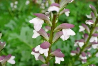 Bear's breeches (Acanthus "Summer Beauty")