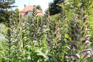 Bear's breeches (Acanthus hungaricus)
