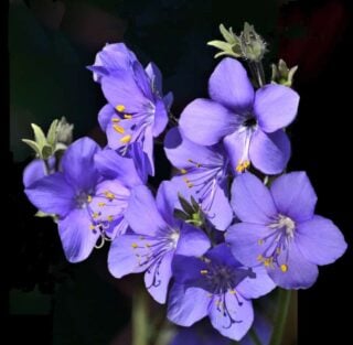 Charity (Polemonium caeruleum)