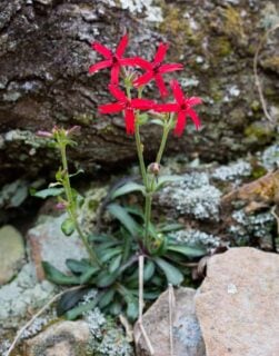 Fire pink (Silene virginica)