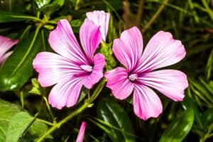 75 Flowers that Start with "H"