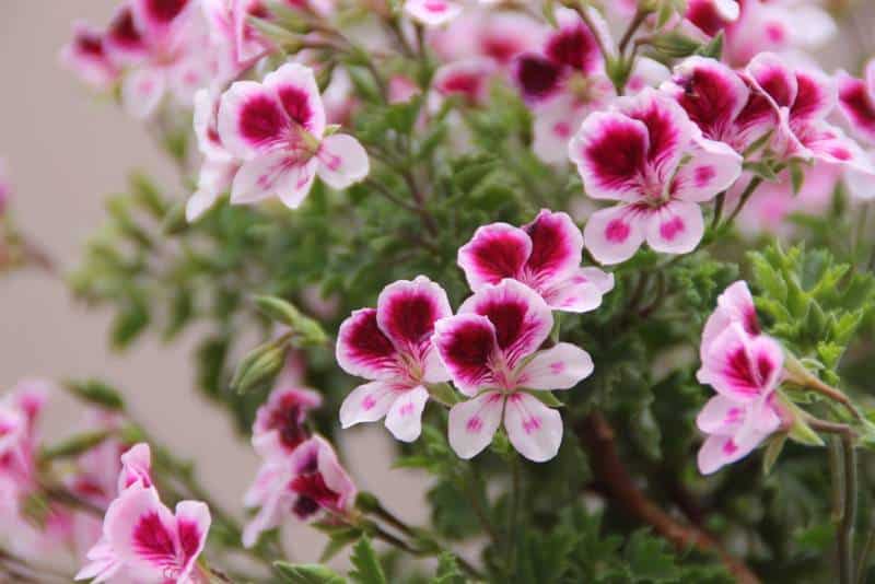 40 Flowers that Start with "R"