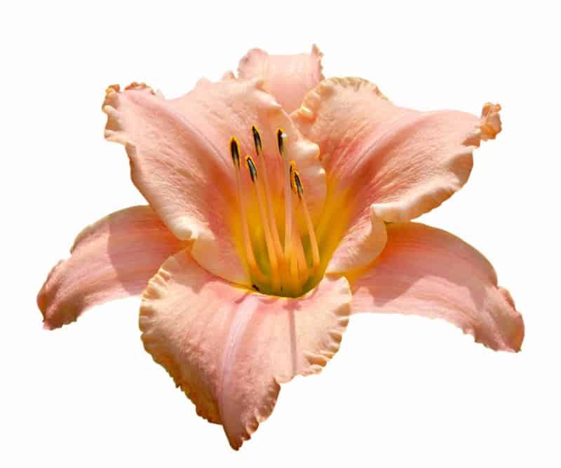 tetraploid daylily_Hemerocallis 'Judith'