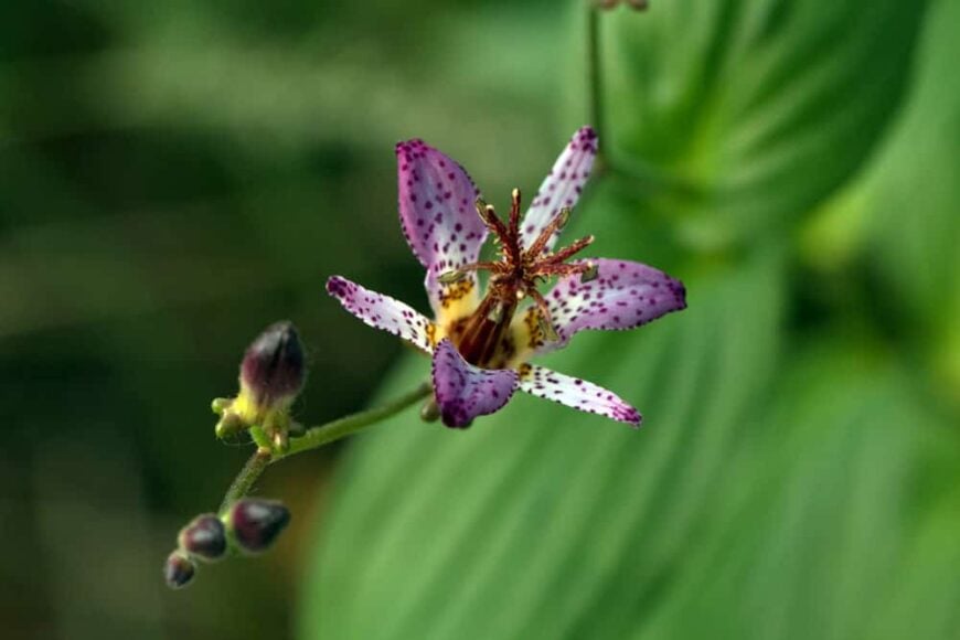 toad lily_Tricyrtis formosana