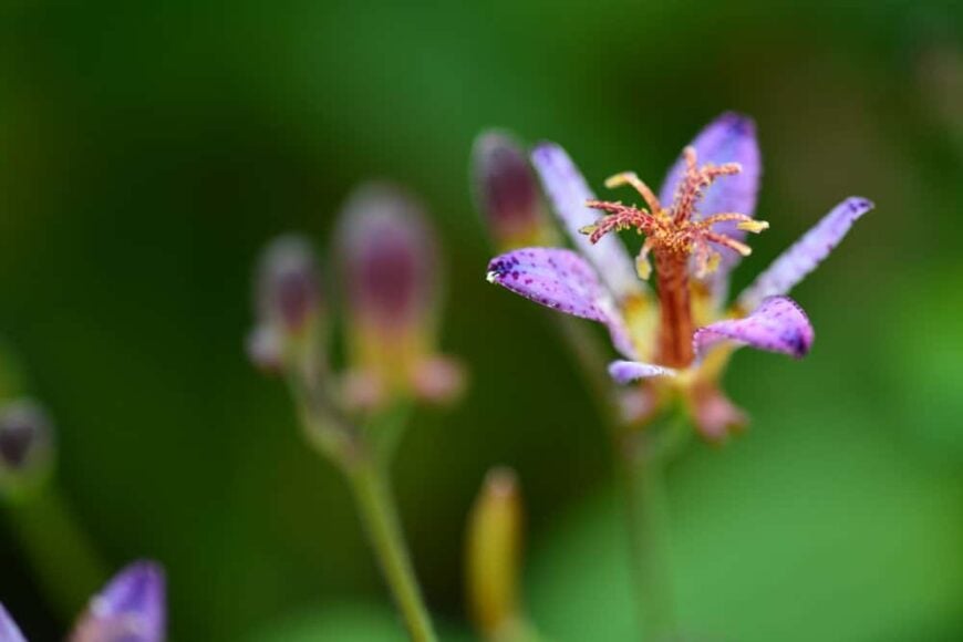 toad lily_Tricyrtis macropoda