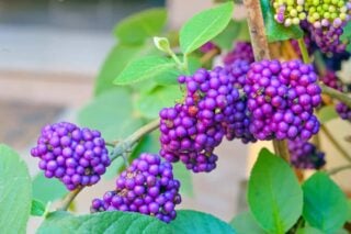 American Beautyberry (Callicarpa Americana)