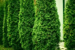 Eastern Arborvitae (Thuja occidentalis)