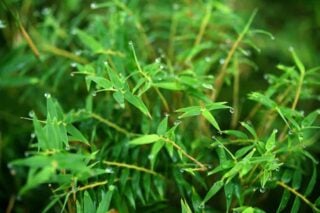 Golden Bamboo (Phyllostachys Aurea)
