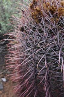Cat's Claw (Ancistrocactus uncinatus)