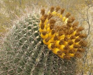 Candy Barrel Cactus (Ferocactus Wislizenii)