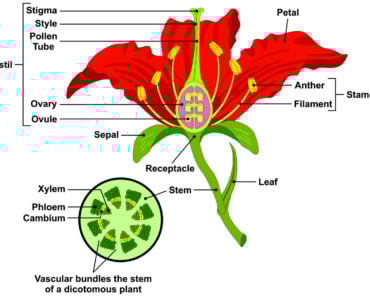 Diagram showing the different parts of a flower