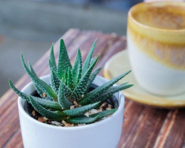 Aloe vera plant on table inside the house
