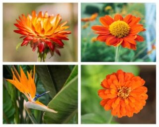 Different types of orange flowers.
