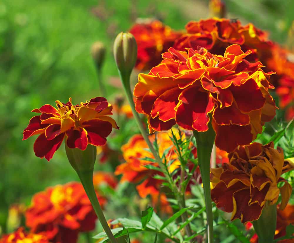 Red and yellow marigolds