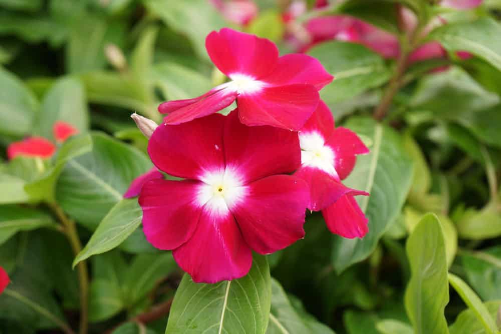 Red periwinkle flowers in the garden in full bloom