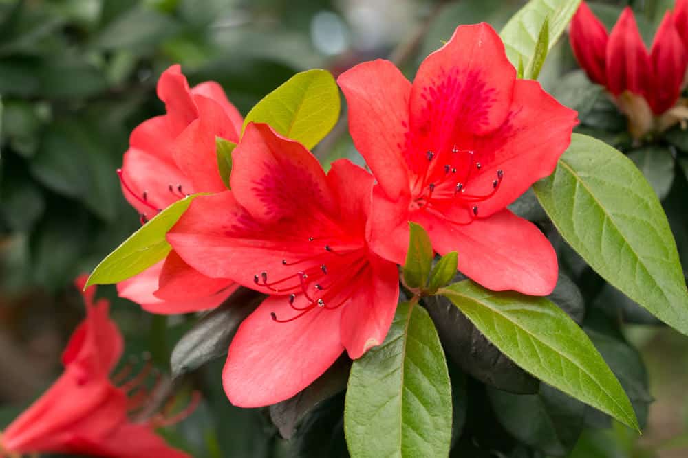 Red rhododendron flowers in the garden