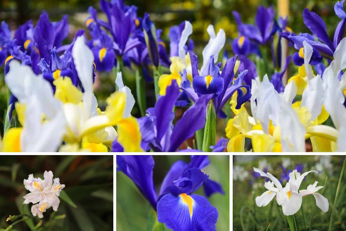 41 Different Types of Iris Flowers For Your Garden (2023)