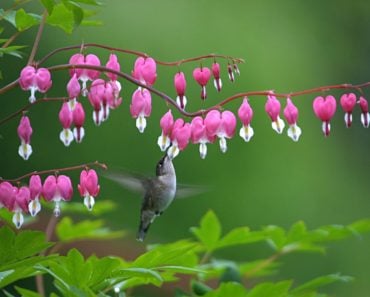 Bleeding heart flowers.